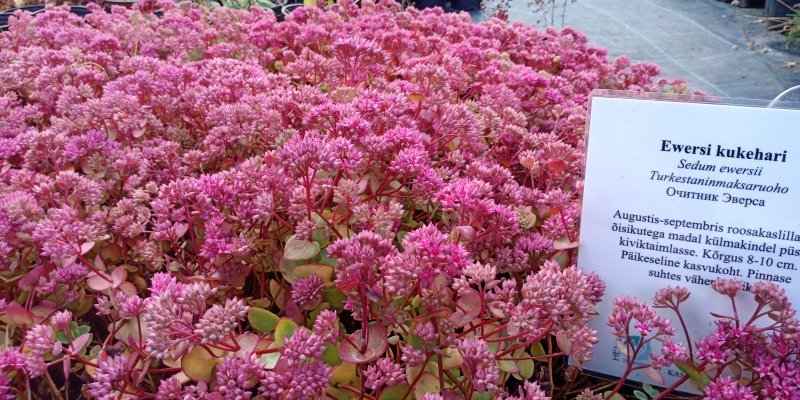 Sedum ewersii Turkestaninmaksaruoho